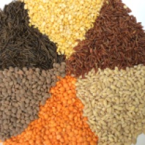 From bottom: salmon colored lentils, brown lentils, wild rice, yellow lentils, red rice and barley. © Copyright 2015 Sangeeta Pradhan, RD, LDN, CDE